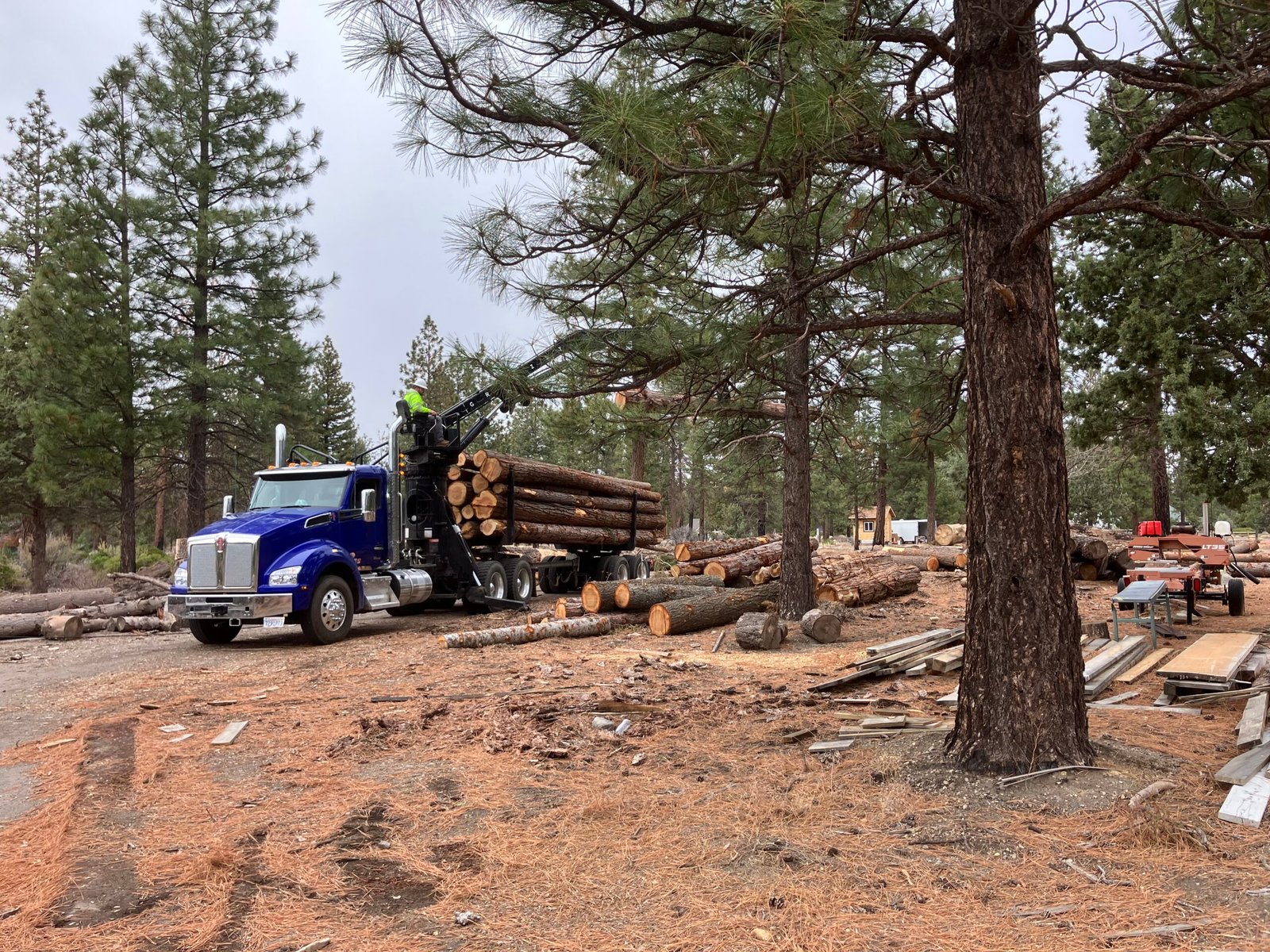 Truck loading cut logs during professional land clearing and small-scale logging in a pine forest.